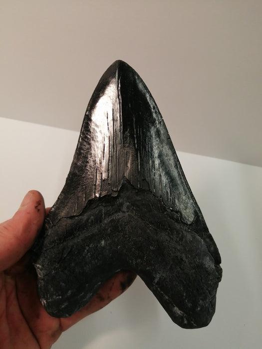Massive 7" Megalodon Tooth Replica Includes Free Removeable Display Base