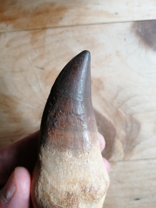 Mosasaur Liodon anceps Life Sized Tooth Replica (Cast from a Genuine Fossil)