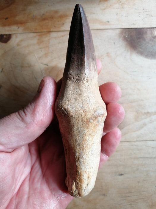 Mosasaur Liodon anceps Life Sized Tooth Replica (Cast from a Genuine Fossil)