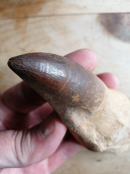 Mosasaur Liodon anceps Life Sized Tooth Replica (Cast from a Genuine Fossil)