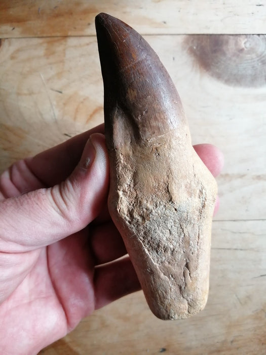 Mosasaur Liodon anceps Life Sized Tooth Replica (Cast from a Genuine Fossil)