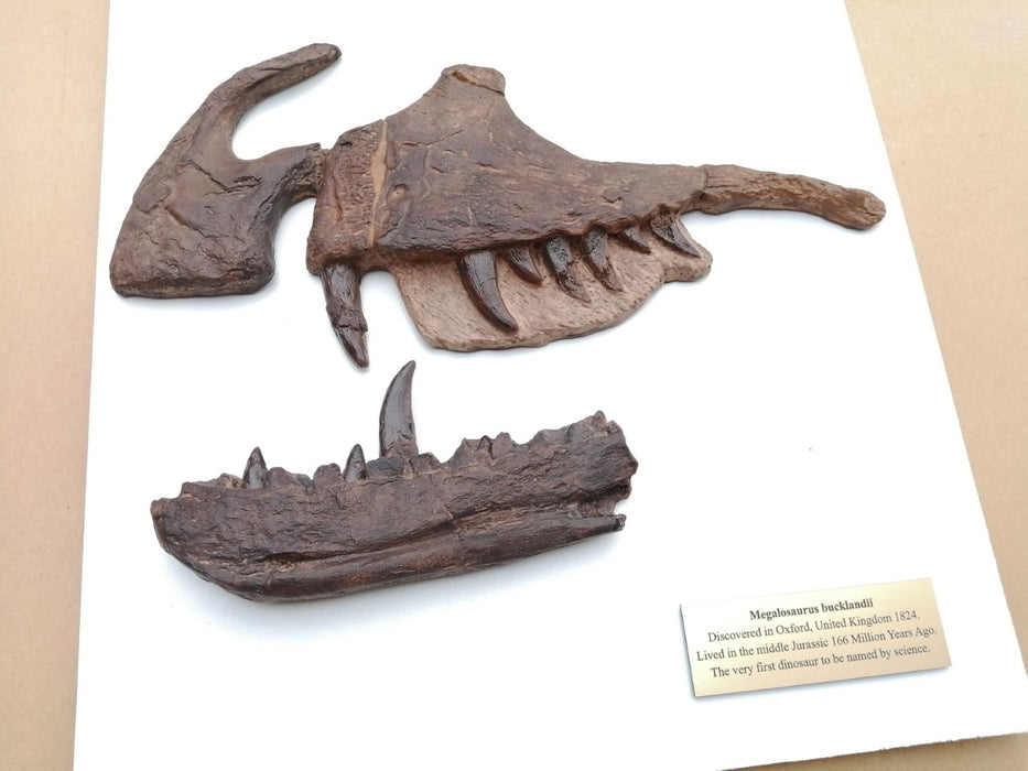 Megalosaurus bucklandii Museum GradeDisplay