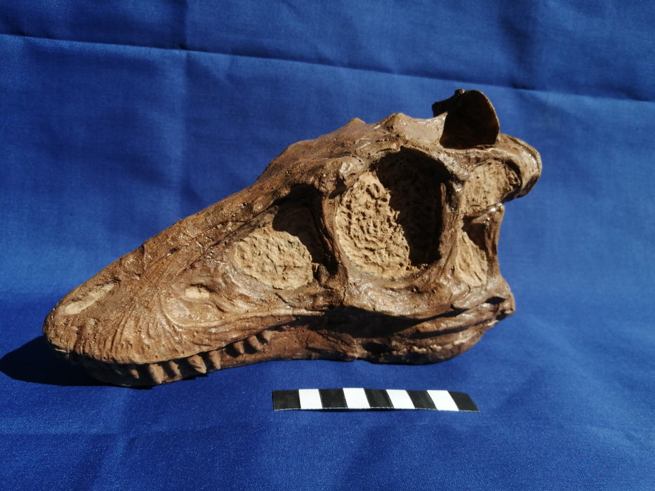 Juvenile Tyrannosaurus rex Skull Replica