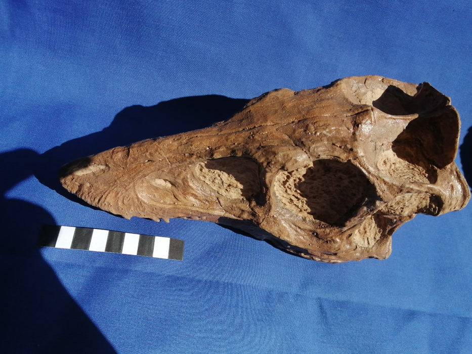 Juvenile Tyrannosaurus rex Skull Replica