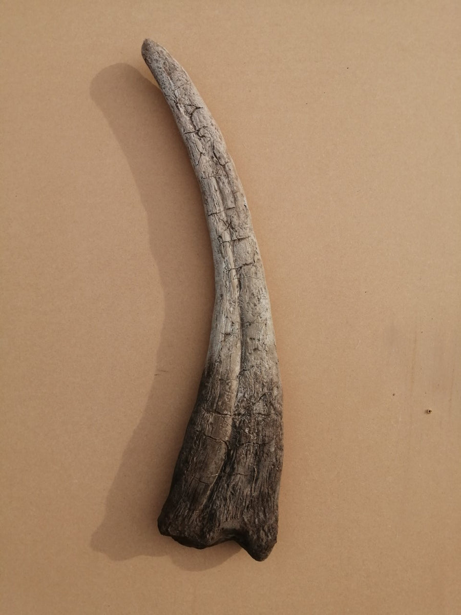 Therizinosaurus Life sized Claw 70 cm Long Exclusive to The Prehistori The Prehistoric Store