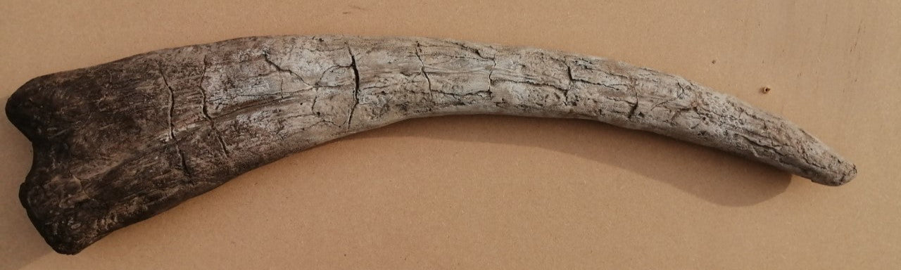Therizinosaurus Life sized Claw 70 cm Long Exclusive to The Prehistoric Store