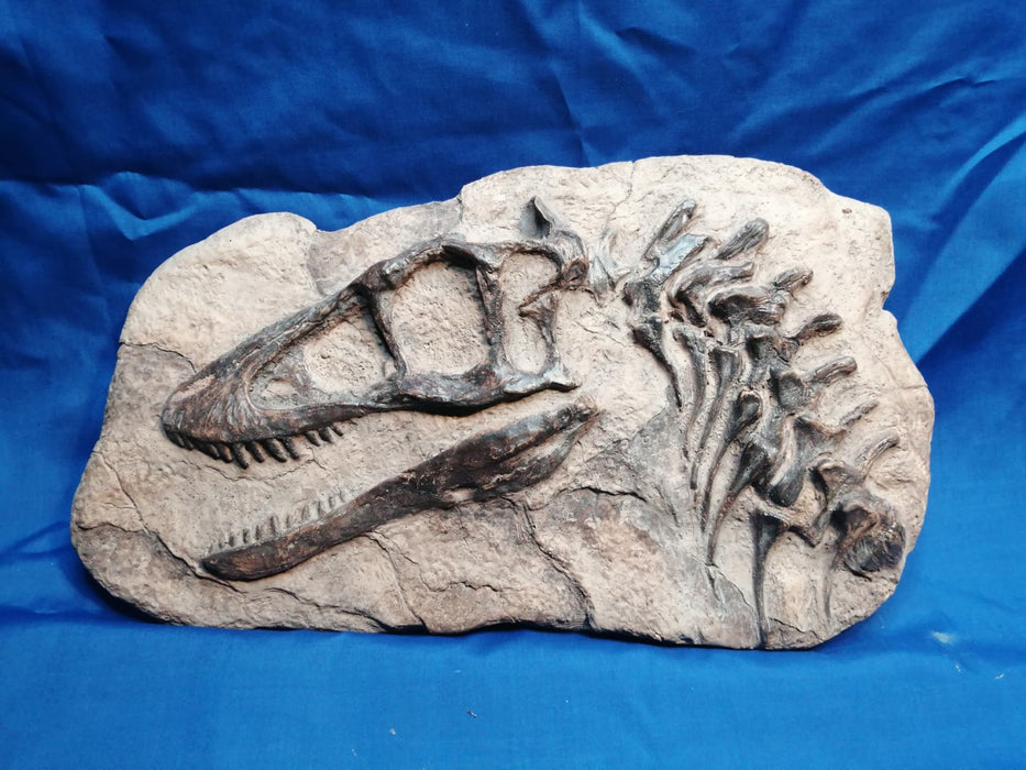 Juvenile Tyrannosaurus rex in matrix fossil replica