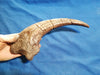 Megaraptor Dinosaur claw replica now in store from the Prehsitoric Store.