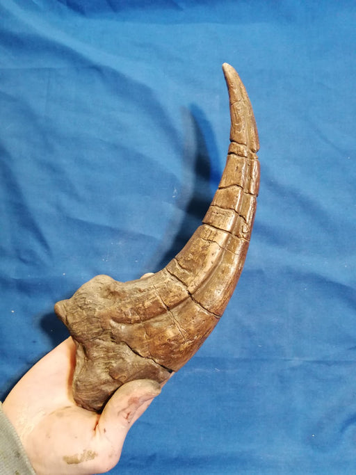 Megaraptor Dinosaur Claw Replica Available From The Prehistoric Store