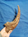 Megaraptor Dinosaur Claw Replica Available From The Prehistoric Store