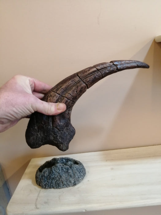 Megaraptor Massive 31cm Claw Replica Includes Removeable Display Base