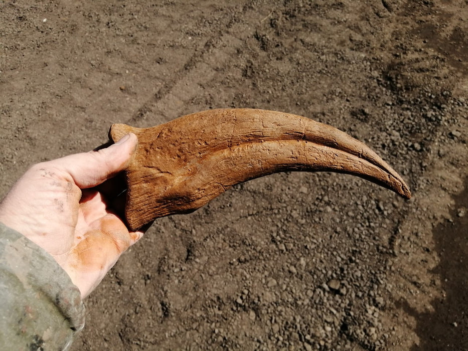 Spinosaurus claw replica from The Prehistoric Store