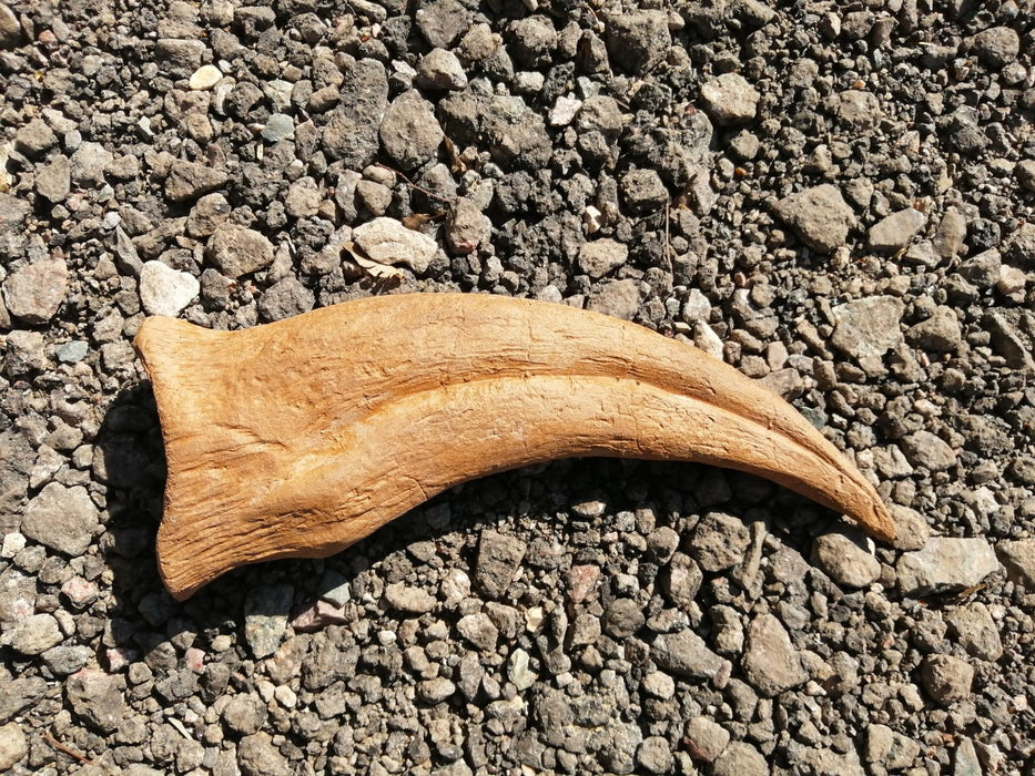 Spinosaurus aegyptiacus 'Thumb' Claw - Massive 11" Around The Curve