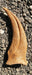 Spinosaurus claw - could Spinosaurus swim? 