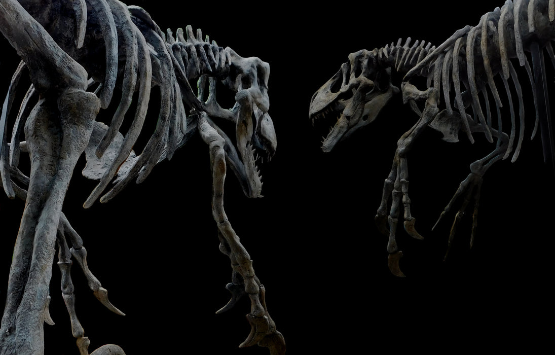 Utahraptor skeleton replica available from The Prehistoric Store