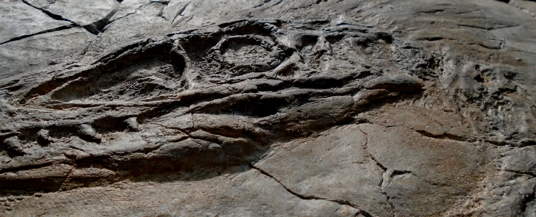 Velociraptor mongoliensis In Matrix Fossil Panel Replica
