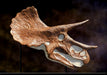 1.3m Long Triceratops Skull Replica For Sale