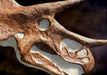 Triceratops Skull Cast The Prehistoric Store