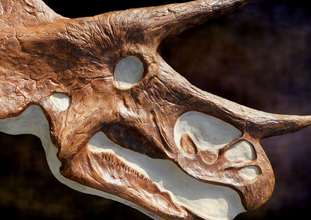 Triceratops Skull Cast The Prehistoric Store