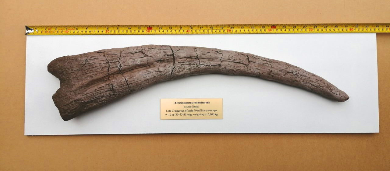 Therizinosaurus Life sized Claw 75 cm Long with display board and info plaque