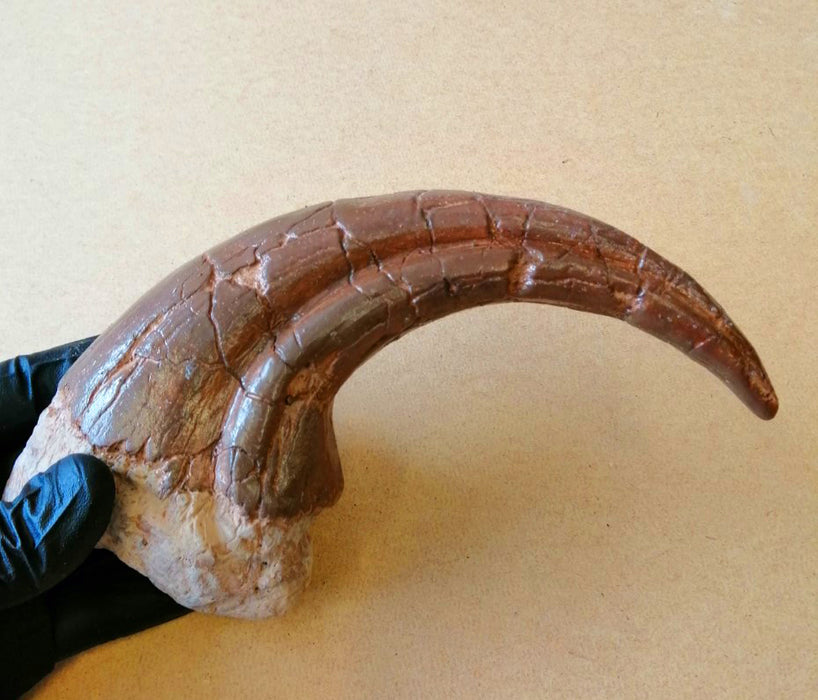 Giganotosaurus Life Sized 11" Claw Replica