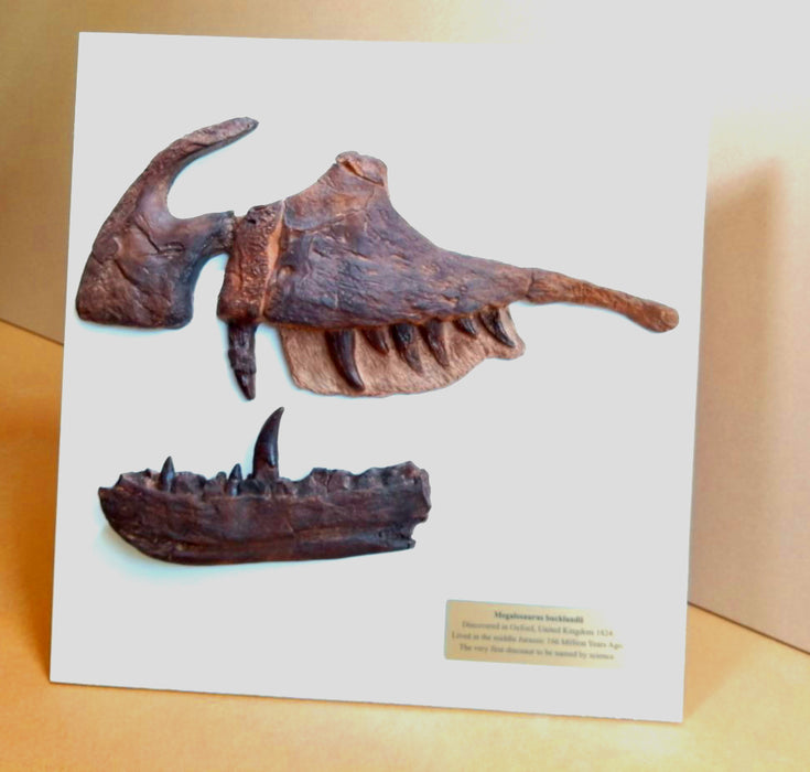 Megalosaurus bucklandii Museum GradeDisplay